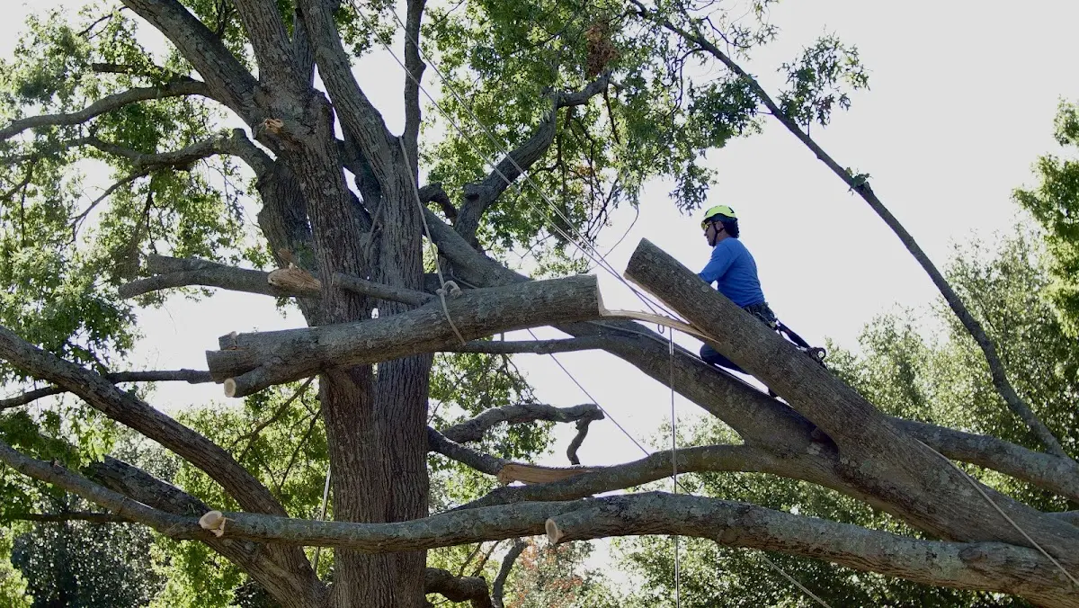 Professional Crown Thinning performed by certified arborists in Traverse City