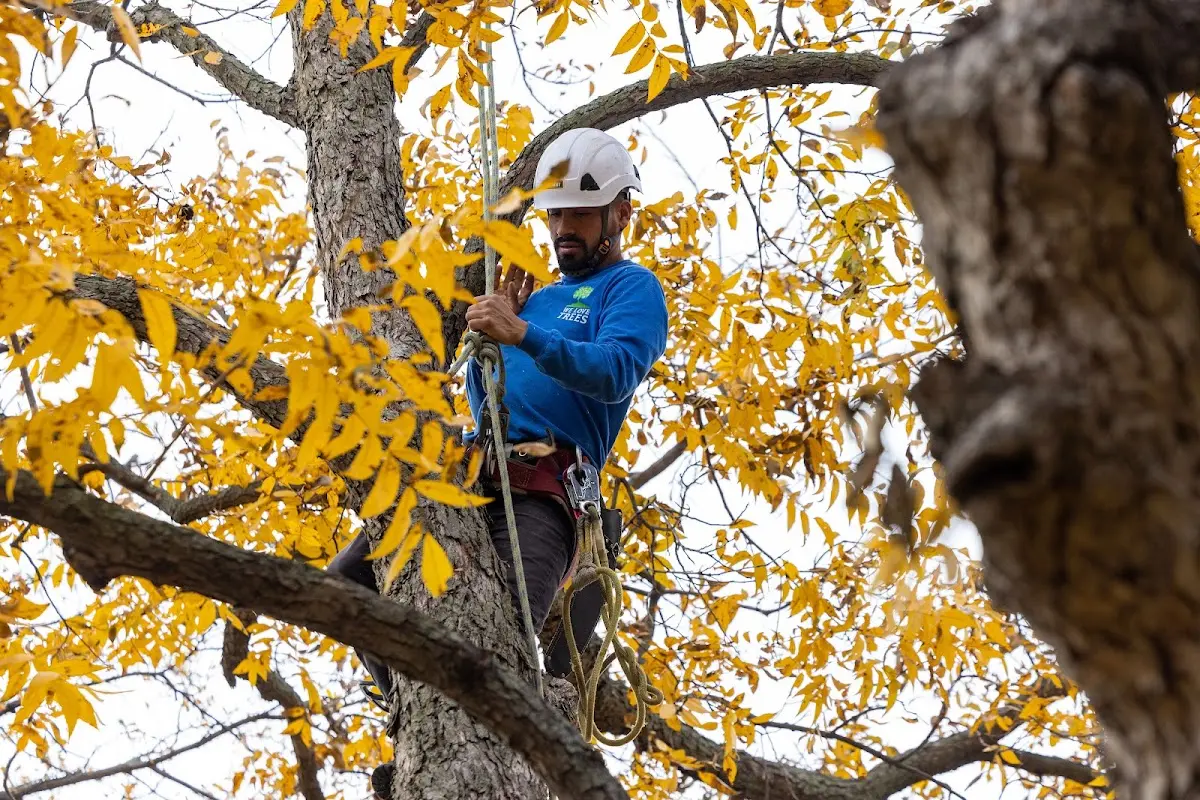 Skilled Tree Planing crew working in Traverse City